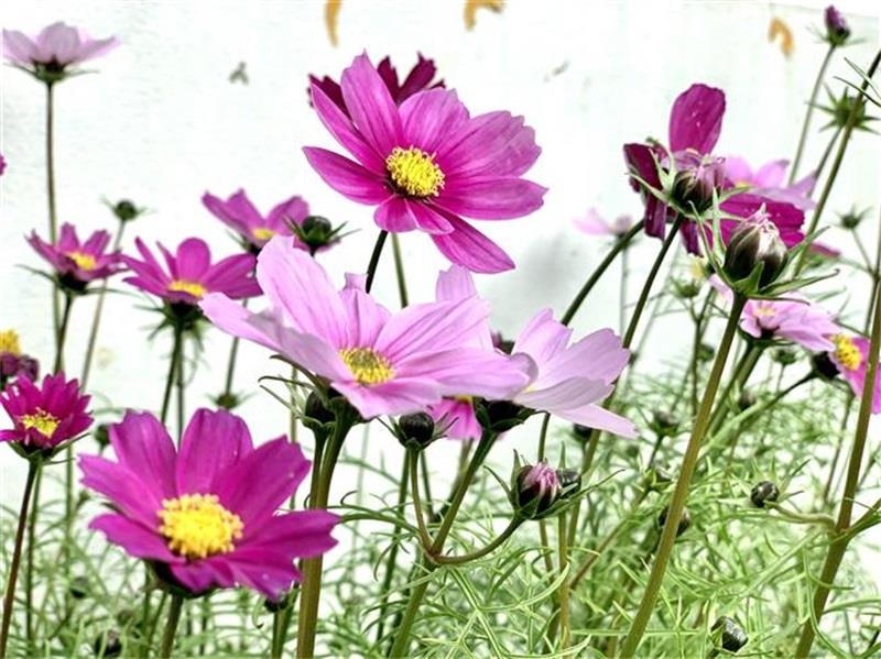 http://s.yun12.cn/lxsyyey/images/uah1lhqlcox20200606154257.jpg