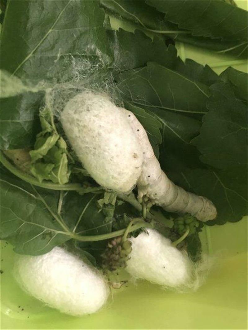 http://s.yun12.cn/lxsyyey/images/u44x5kods0w20200606155340.jpg
