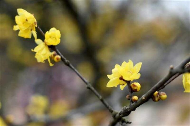 http://s.yun12.cn/lxsyyey/images/m2r2c0zhj0p20200606160145.jpg